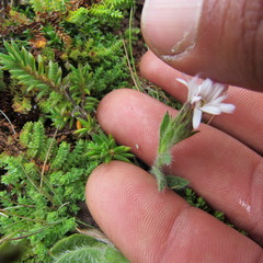 Noticastrum marginatum