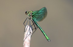 Calopteryx angustipennis