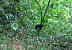 Pyriglena leucoptera