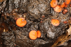 Scutellinia vitreola