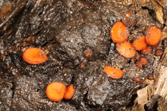 Scutellinia vitreola