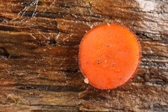 Scutellinia vitreola