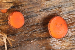 Scutellinia vitreola