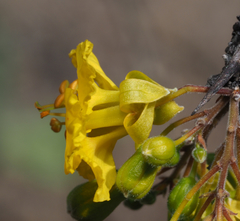 Parkinsonia praecox