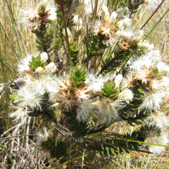 Baccharis tricuneata