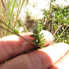 Baccharis tricuneata