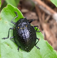 Erotylus variomaculatus