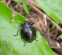 Erotylus variomaculatus