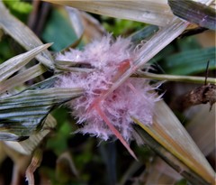 Laetisaria roseipellis
