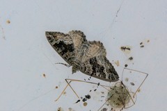 Chrysolarentia hilaodes