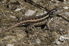 Sceloporus variabilis