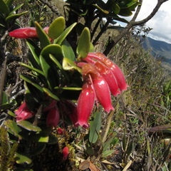 Plutarchia guascensis