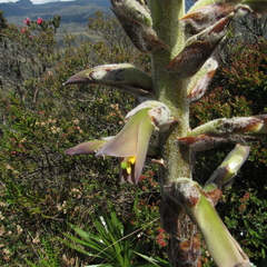 Puya nitida