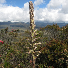 Puya nitida