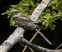 Hydropsalis climacocerca