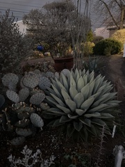 Agave parryi