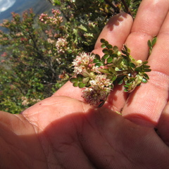 Weinmannia fagaroides