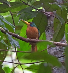 Galbula cyanicollis