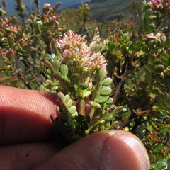 Weinmannia fagaroides