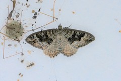 Chrysolarentia hilaodes