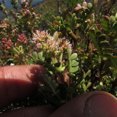 Weinmannia fagaroides