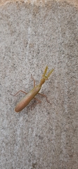 Photiomantis