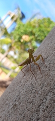 Photiomantis