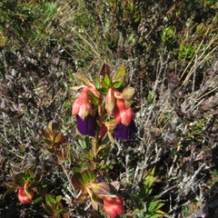 Brachyotum strigosum