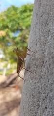 Photiomantis