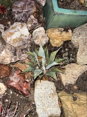 Agave parryi