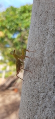 Photiomantis