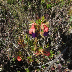 Brachyotum strigosum