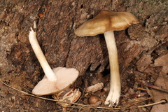 Entoloma griseum