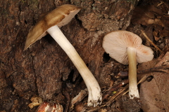 Entoloma griseum