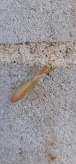 Photiomantis