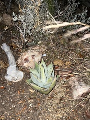 Agave parryi