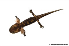 Salamandra algira splendens