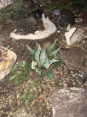 Agave parryi