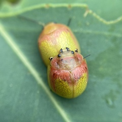 Paropsisterna pictipes