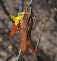 Parkinsonia praecox