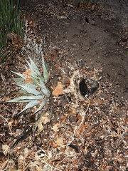 Agave parryi