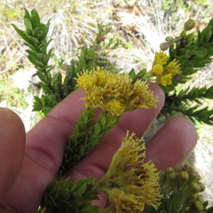 Monticalia ledifolia