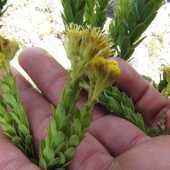 Monticalia ledifolia