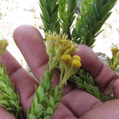 Monticalia ledifolia