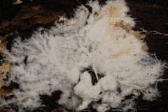 Hydnocristella himantia