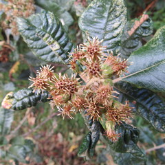 Linochilus tenuifolius