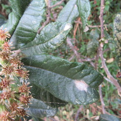Linochilus tenuifolius