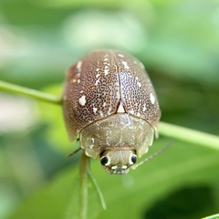 Paropsis aegrota