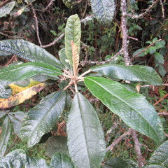 Linochilus tenuifolius