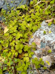 Ranunculus membranifolius
